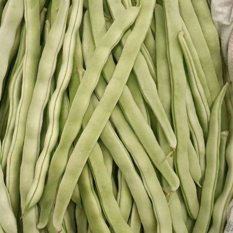 白不老芸豆产地直销量大，优质欢迎广大客商前来采购