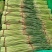 河南蒜薹红帽蒜薹大量现货供应，保质保量，对接市场批发商