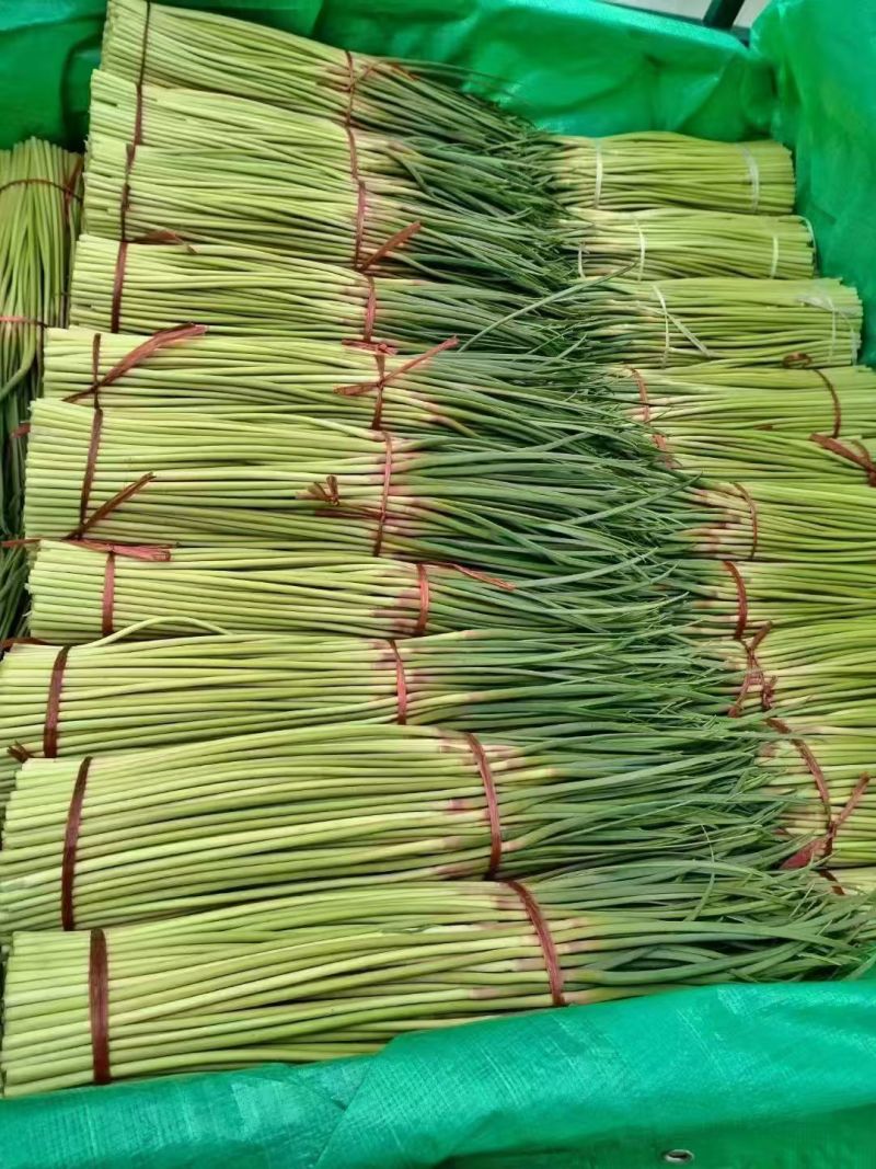 河南蒜薹红帽蒜薹大量现货供应，保质保量，对接市场批发商