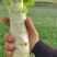 莴笋青皮莴笋产地一手货源，规格齐全量大价优，电联价格可谈