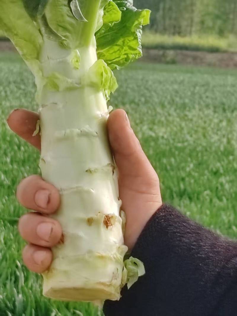 莴笋青皮莴笋产地一手货源，规格齐全量大价优，电联价格可谈