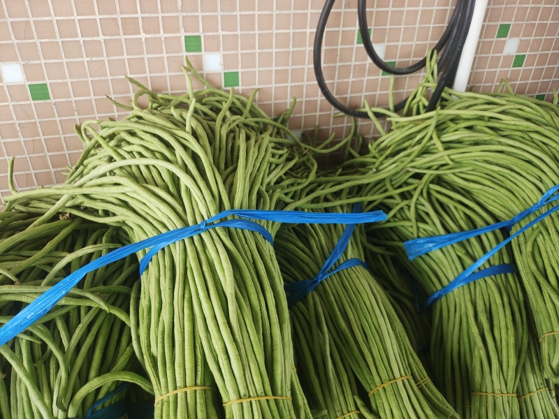 精品豆角青条豆角产地直销量大质优价格优惠欢迎采购