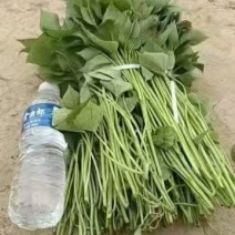 好苗推荐脱毒红薯苗龙薯商薯济薯西瓜红等提供济薯指导