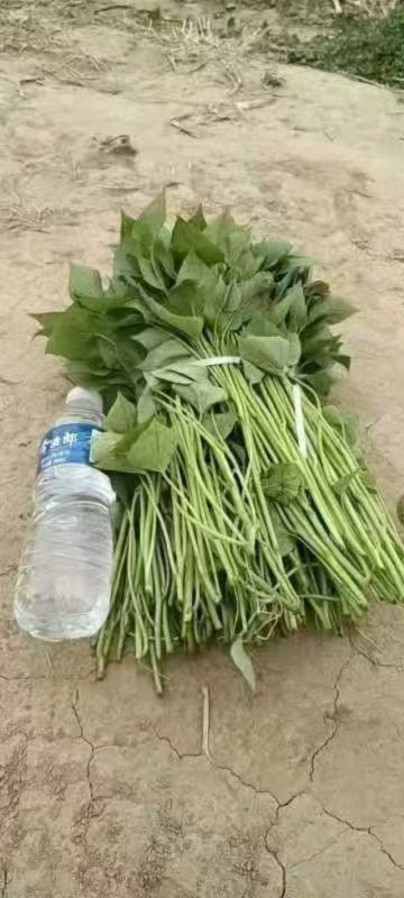 好苗推荐脱毒红薯苗龙薯商薯济薯西瓜红等提供济薯指导