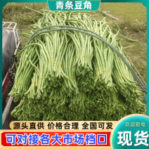 精品豆角青条豆角产地直销量大质优价格优惠欢迎采购