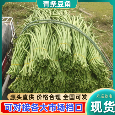 精品豆角青条豆角产地直销量大质优价格优惠欢迎采购