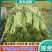 精品豆角青条豆角产地直销量大质优价格优惠欢迎采购
