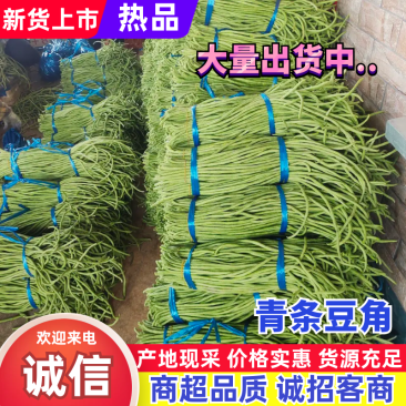 【青条豆角】产地直销量大质优价格优惠欢迎咨询采购