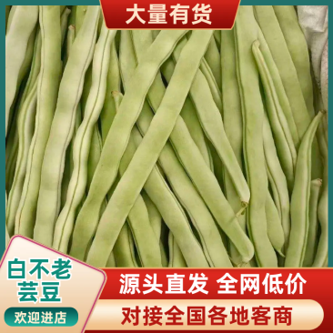 白不老芸豆产地直销量大质优价格优惠欢迎咨询采购