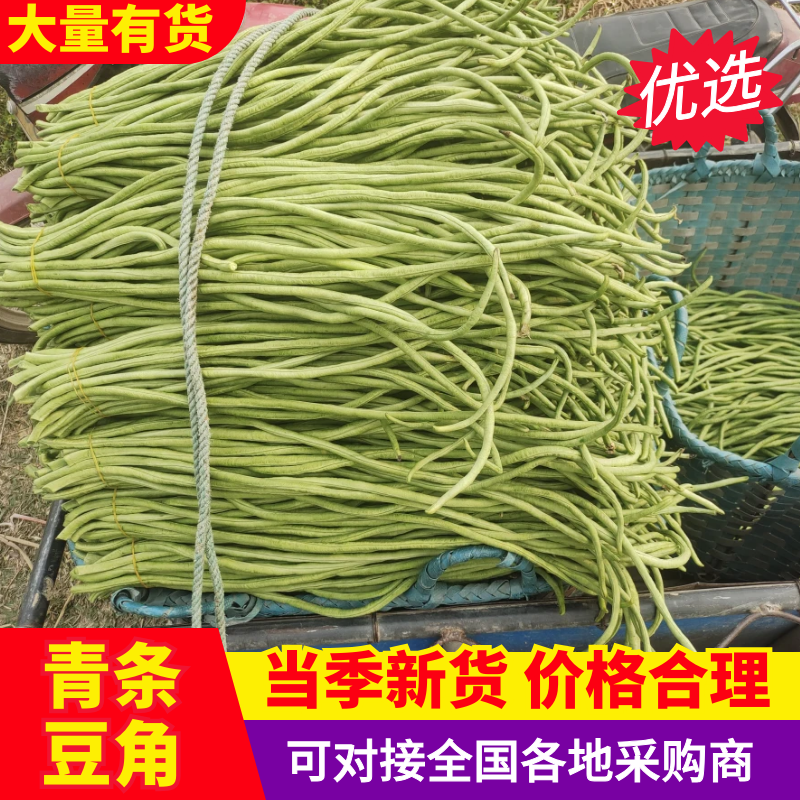 【青条豆角】产地直销量大质优价格优惠欢迎咨询采购