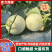 【砀山香瓜】伊丽莎白小白瓜/白玉香瓜/白甜瓜产地直发