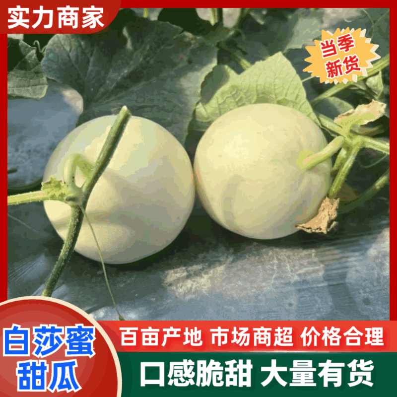 【砀山香瓜】伊丽莎白小白瓜/白玉香瓜/白甜瓜产地直发