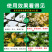 氨基酸水溶肥果树植物保护促花促果增产叶面肥