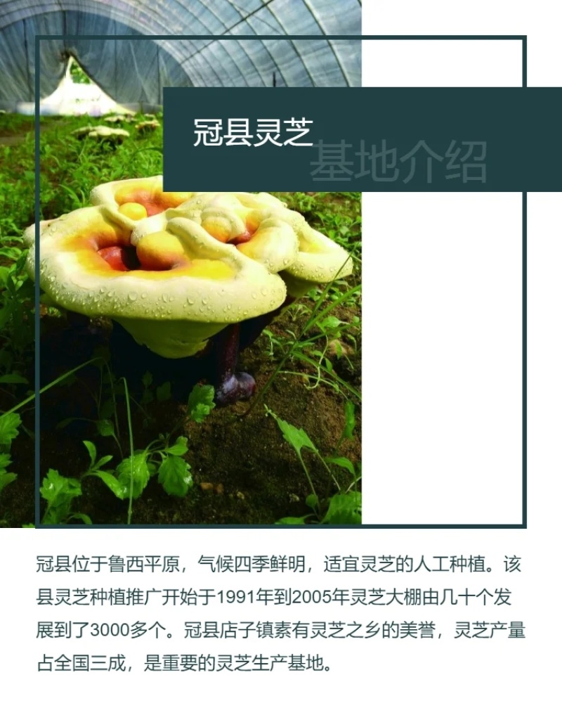 鹿茸菌灵芝种植菌包高成活率家庭农场种植批发食用菌包
