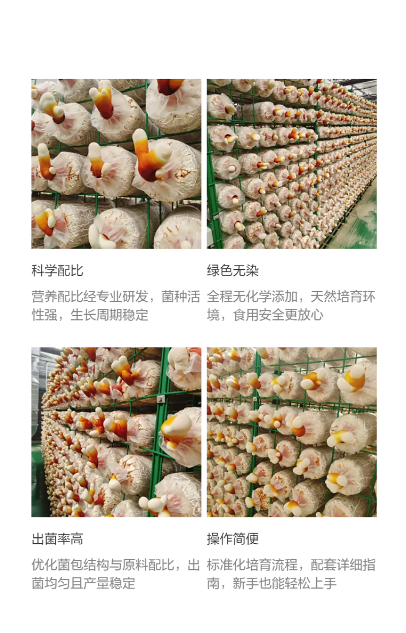 鹿茸菌灵芝种植菌包高成活率家庭农场种植批发食用菌包