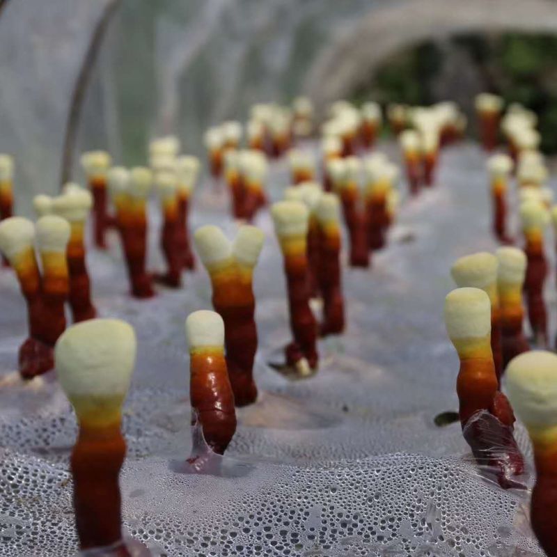 鹿茸菌灵芝种植菌包高成活率家庭农场种植批发食用菌包