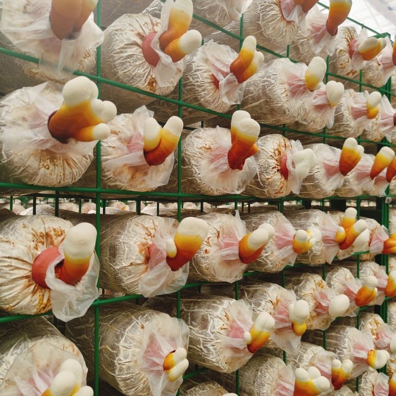 鹿茸菌灵芝种植菌包高成活率家庭农场种植批发食用菌包