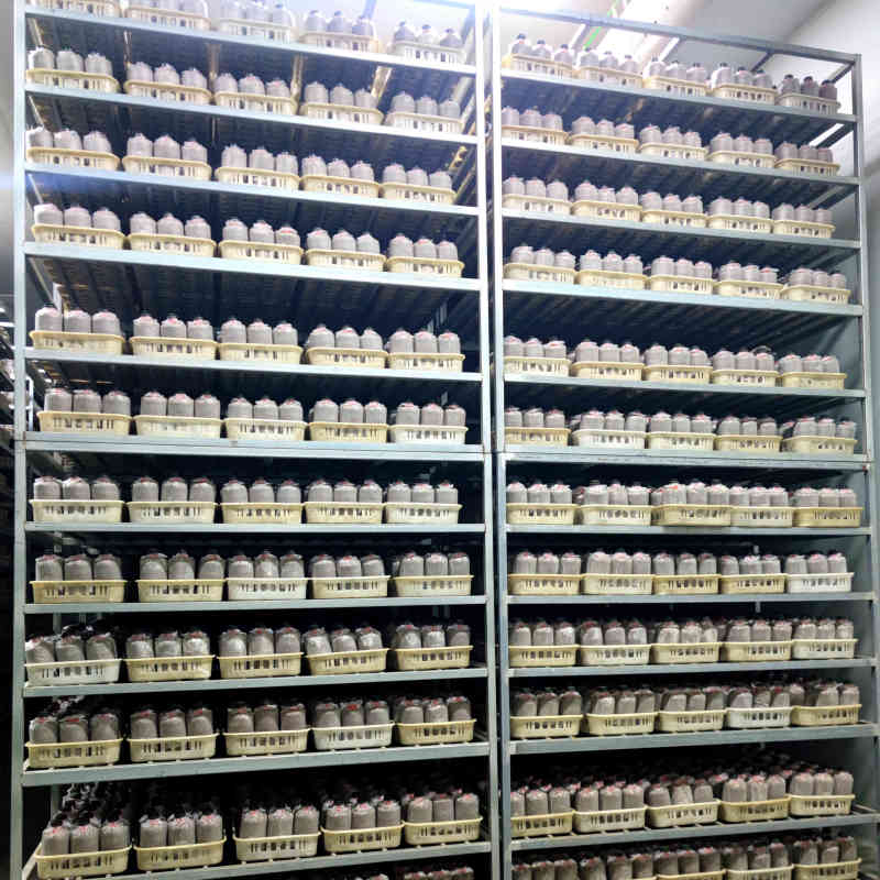鹿茸菌灵芝种植菌包高成活率家庭农场种植批发食用菌包