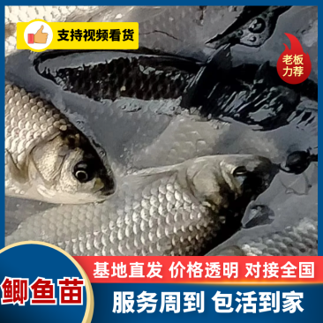 中科三号鲫鱼苗/麻鲫苗重庆合川区渔场直发成活率高