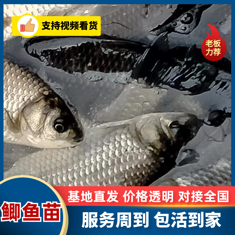 中科三号鲫鱼苗/麻鲫苗重庆合川区渔场直发成活率高