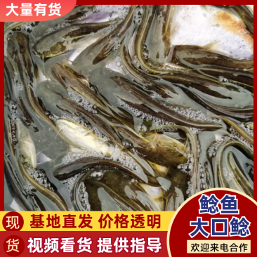 【大口鲢鱼苗】一手货源成活率高全国发货可技术指导