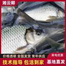 湘云鲫重庆合川区自家渔场成活率高全国发货可技术指导