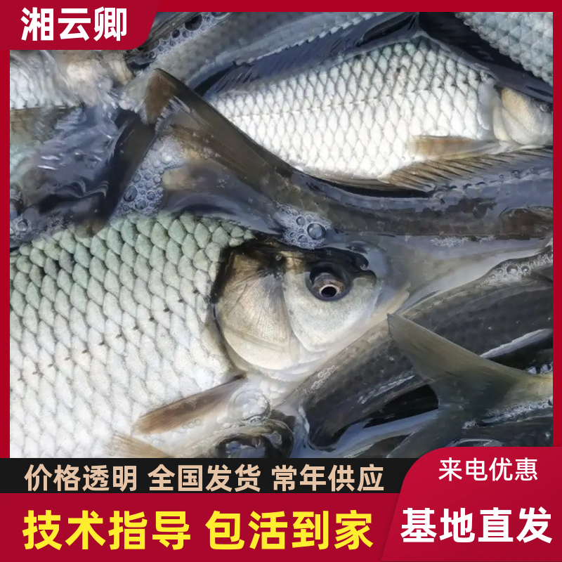 湘云鲫重庆合川区自家渔场成活率高全国发货可技术指导