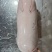 乳猪烤乳猪新鲜产地直发量大有货全国可发