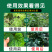 病毒病专用药辣椒西葫芦红柿番茄黄瓜卷花叶病毒病克星套餐