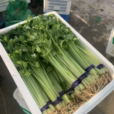 山东香芹