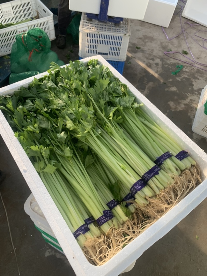 山东香芹