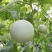 【实力推荐】玉菇甜瓜产地直销量大质优价格优惠欢迎采购