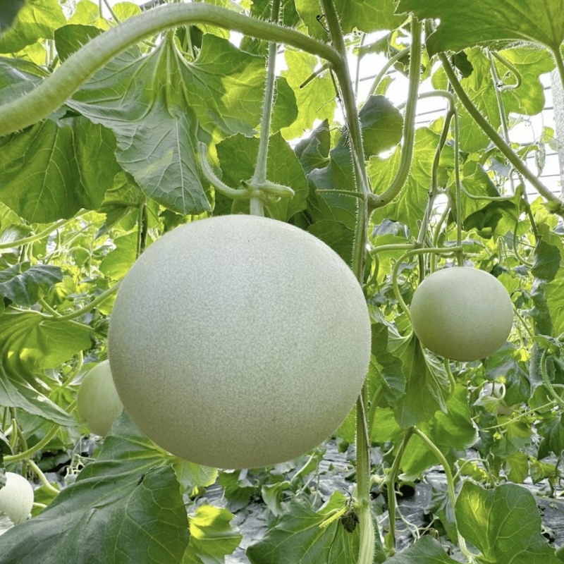 【实力推荐】玉菇甜瓜产地直销量大质优价格优惠欢迎采购