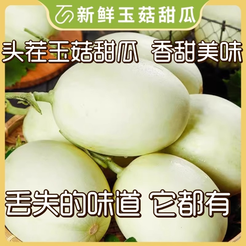 【实力推荐】玉菇甜瓜产地直销量大质优价格优惠欢迎采购