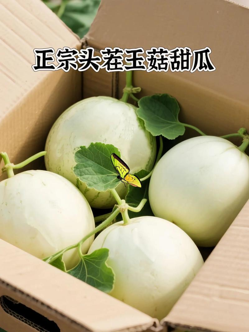 【实力推荐】玉菇甜瓜产地直销量大质优价格优惠欢迎采购