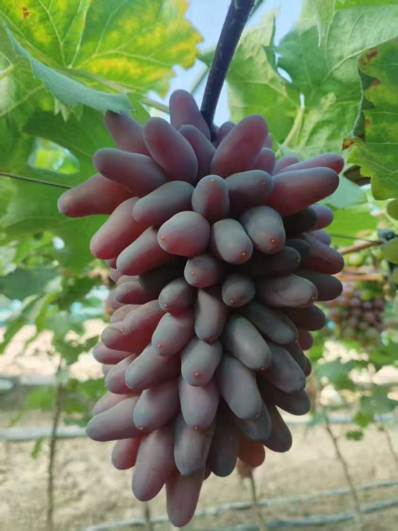 乐亭茉莉香葡萄货源充足量大从优品质保证价格实惠