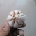 大蒜【紫皮蒜】河南许昌支持视频看货，可发往全国市场！