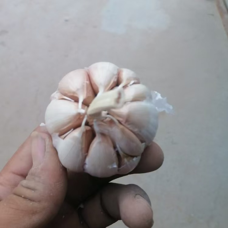 大蒜【紫皮蒜】河南许昌支持视频看货，可发往全国市场！