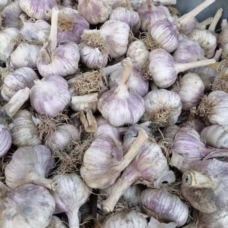 大蒜【紫皮蒜】河南许昌支持视频看货，可发往全国市场！