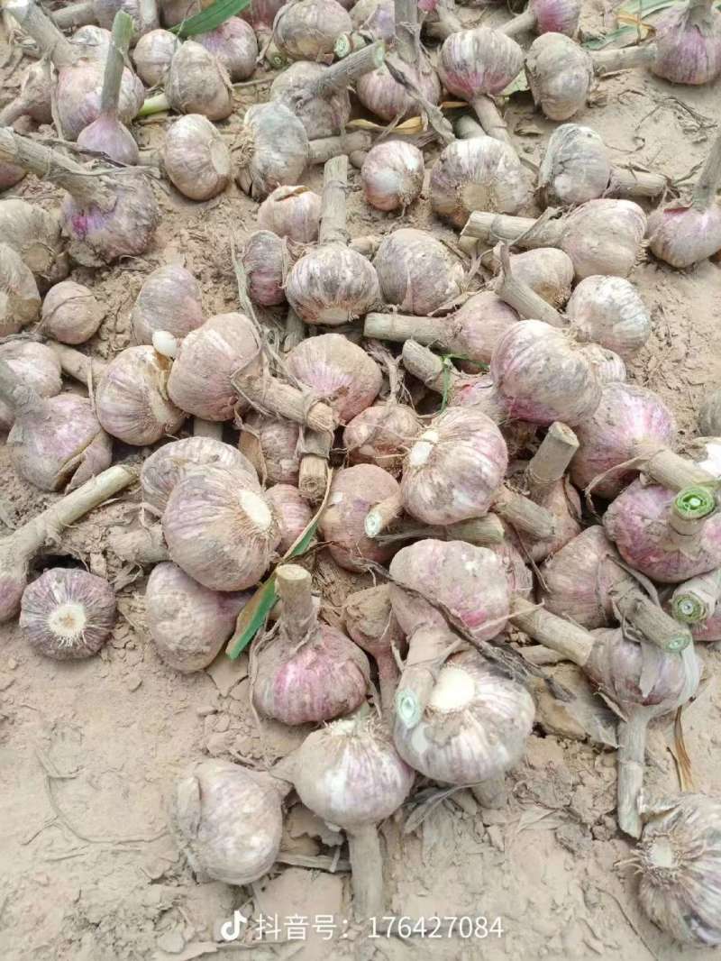 大蒜【紫皮蒜】河南许昌支持视频看货，可发往全国市场！