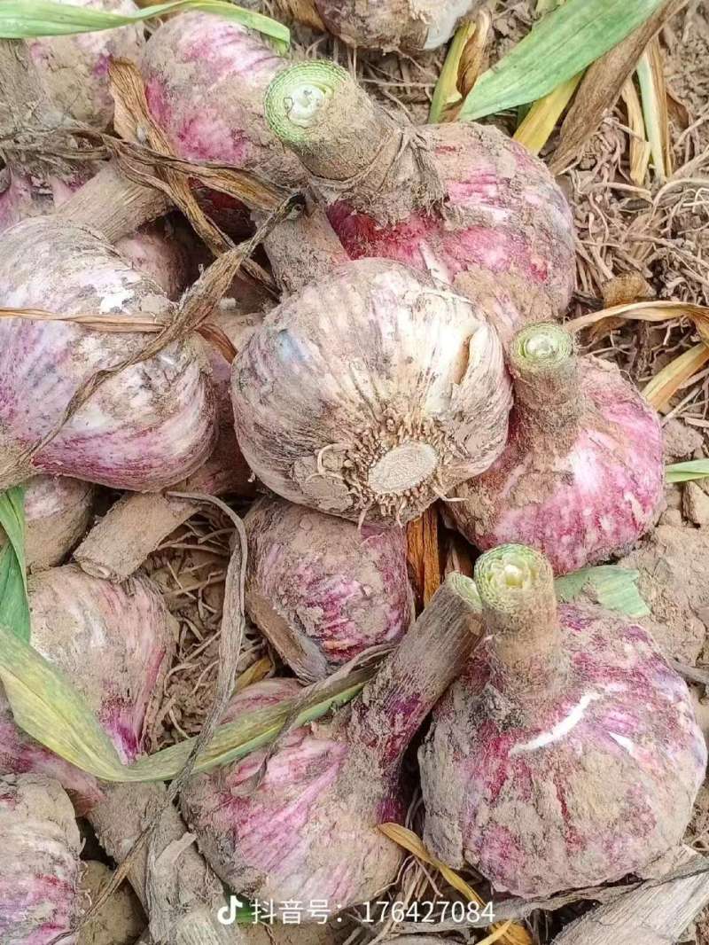 大蒜【紫皮蒜】河南许昌支持视频看货，可发往全国市场！