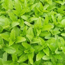 新鲜薄荷尖现摘现发自己薄荷基地一手货源可视频看货
