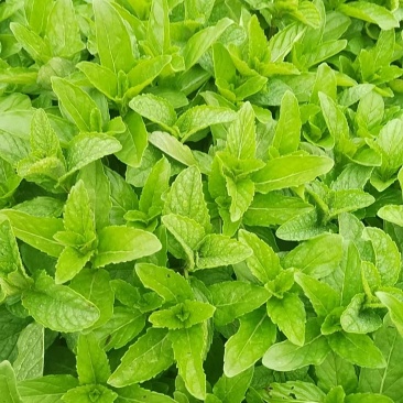 新鲜薄荷尖现摘现发自己薄荷基地一手货源可视频看货