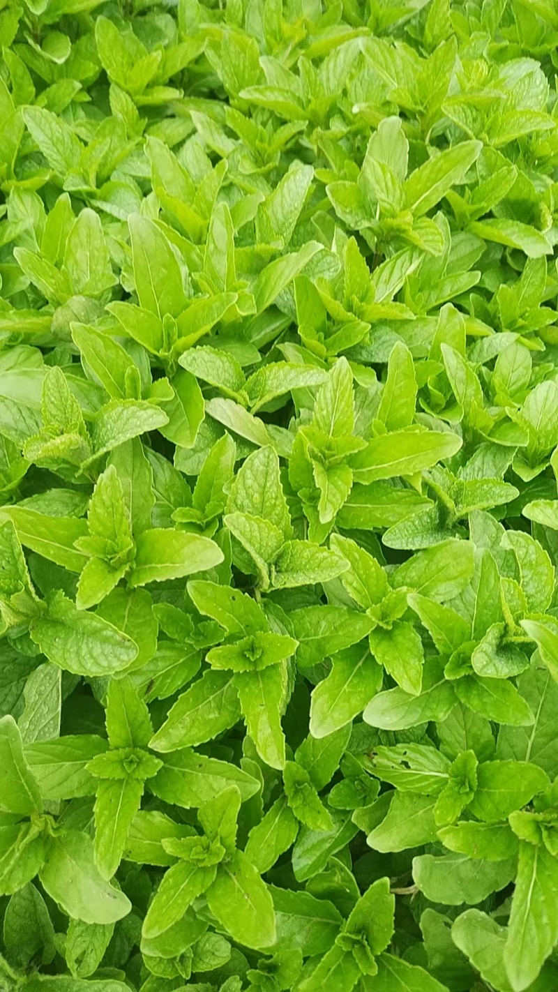 新鲜薄荷尖现摘现发自己薄荷基地一手货源可视频看货