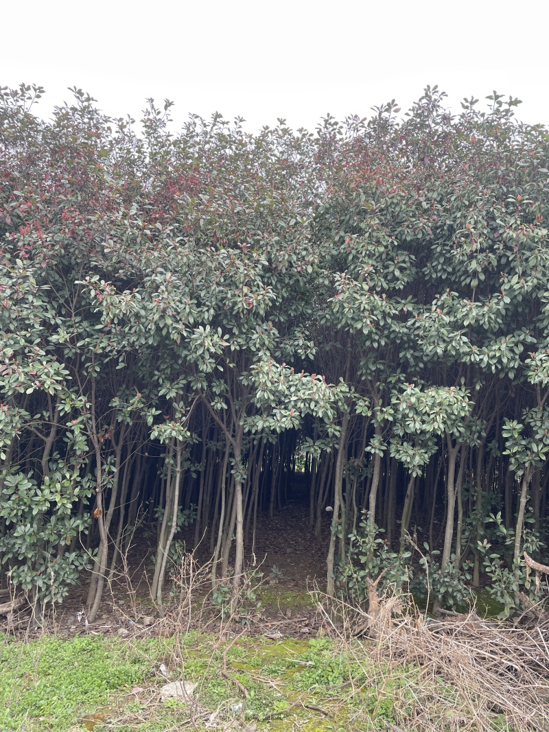 【热卖】红叶石楠树规格齐全基地直销支持视频看货