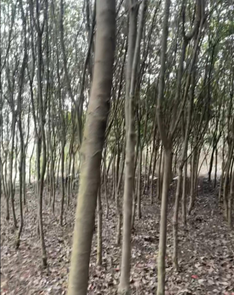 红叶石楠石楠树量大质优价格优惠欢迎各大老板采购