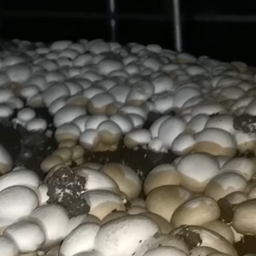 【精品】双孢菇批发零售自家种植现摘先发质量保证