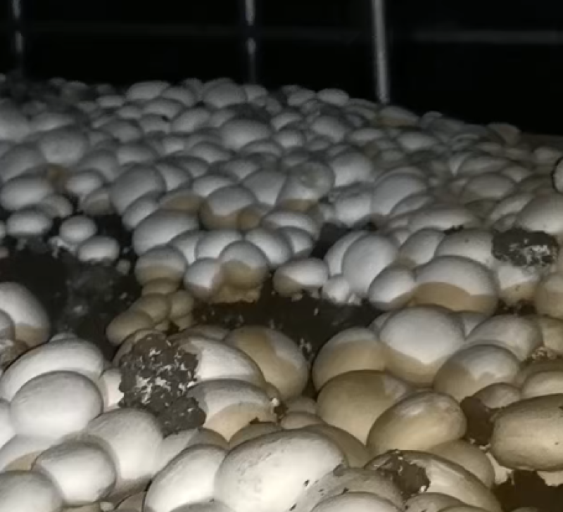 【精品】双孢菇批发零售自家种植现摘先发质量保证