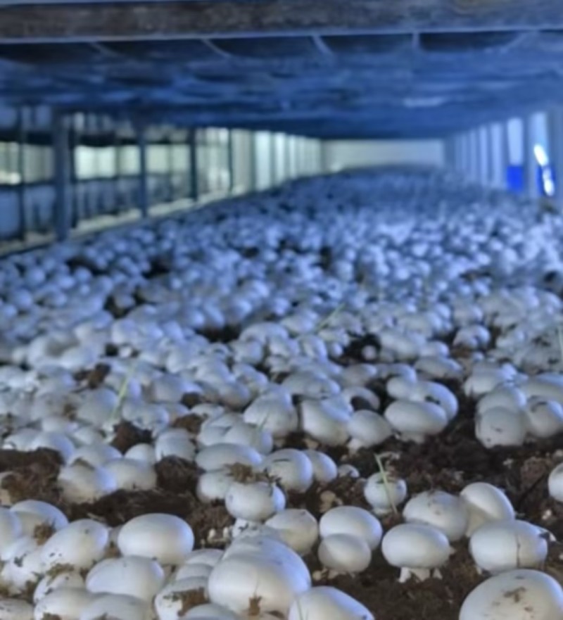 【精品】双孢菇批发零售自家种植现摘先发质量保证