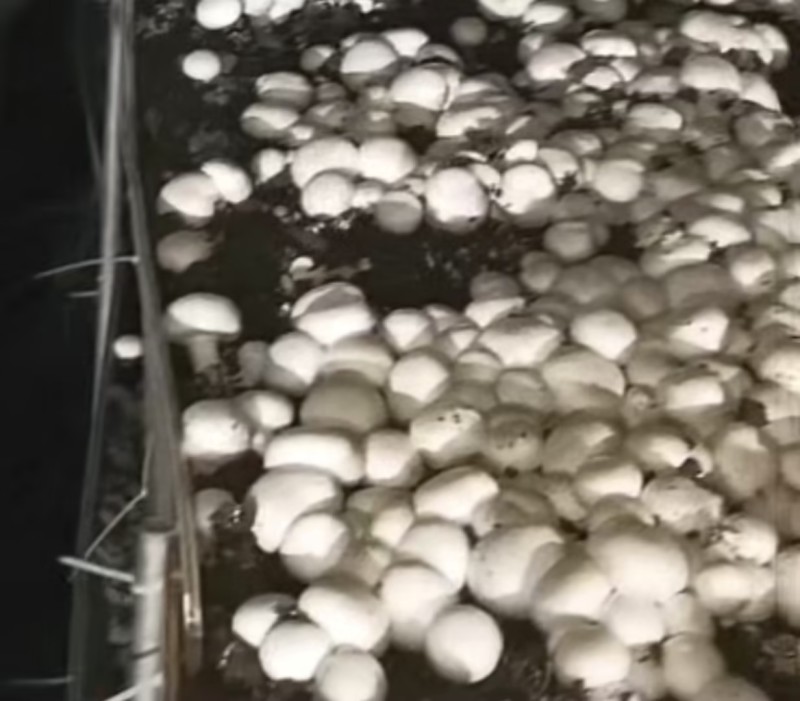 【精品】双孢菇批发零售自家种植现摘先发质量保证